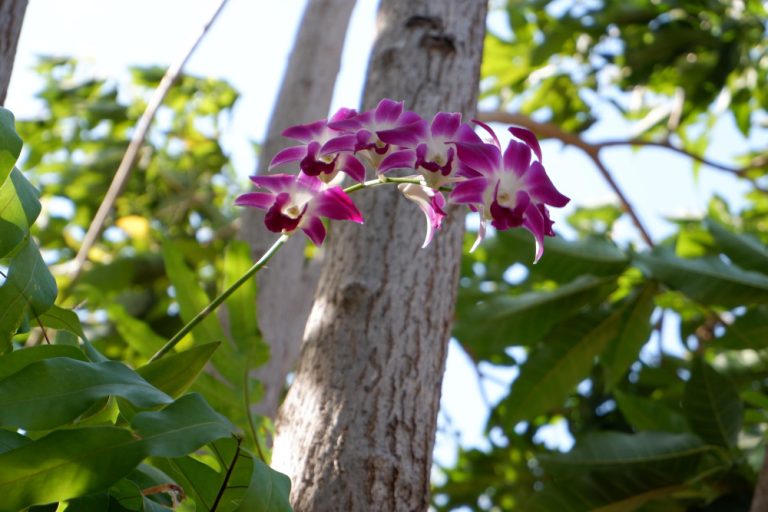 Paulownia: Ce este, cum se cultivă și ce avantaje are această plantă ornamentală și forestieră