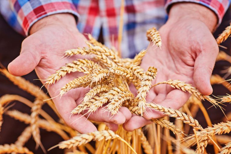 Cum sa iti irigi si fertilizezi culturile agricole in mod eficient si ecologic