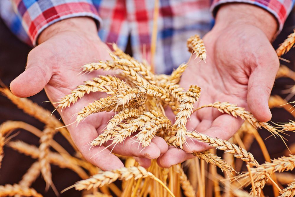 Cum sa iti irigi si fertilizezi culturile agricole in mod eficient si ecologic
