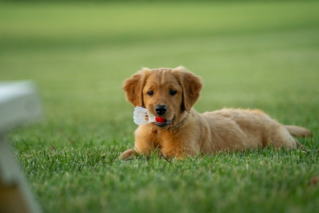 Cum să alegi o clinică veterinară de încredere pentru prietenul tău patruped