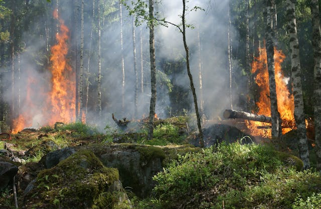 Ghidul pentru supraviețuire: Prevenirea incendiilor în pădure