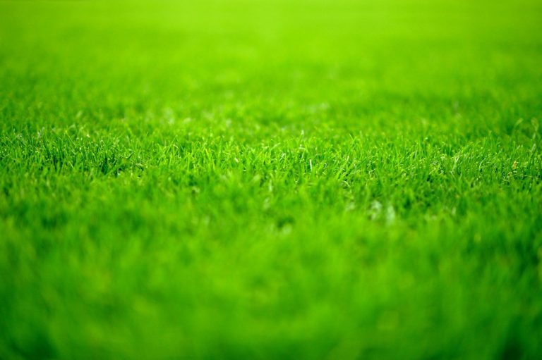 Tot ce trebuie să știi despre scarificatoare: Ghid esențial pentru grădinari și agricultori
