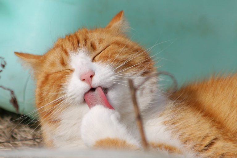 Cum să alegi hrana potrivită pentru animalul tău de companie