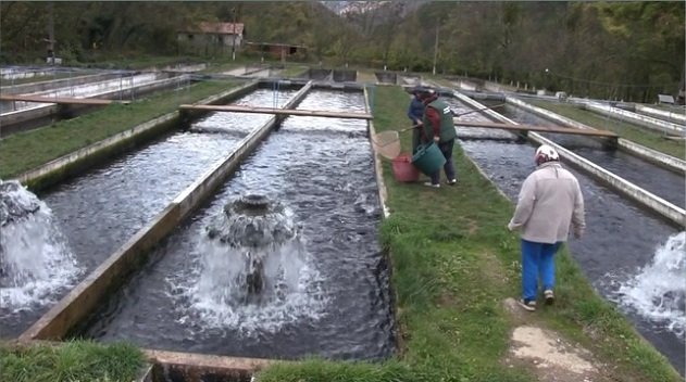 Vacanțe de vis la păstrăvării din România: unde să mergi pentru o experiență autentică