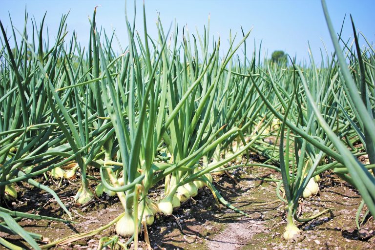 Cultivarea cepei în grădină: pași simpli pentru începători