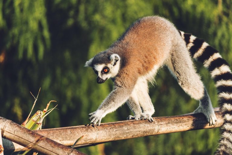 Vacanță în Madagascar: insula cu lămurieni și plaje exotice