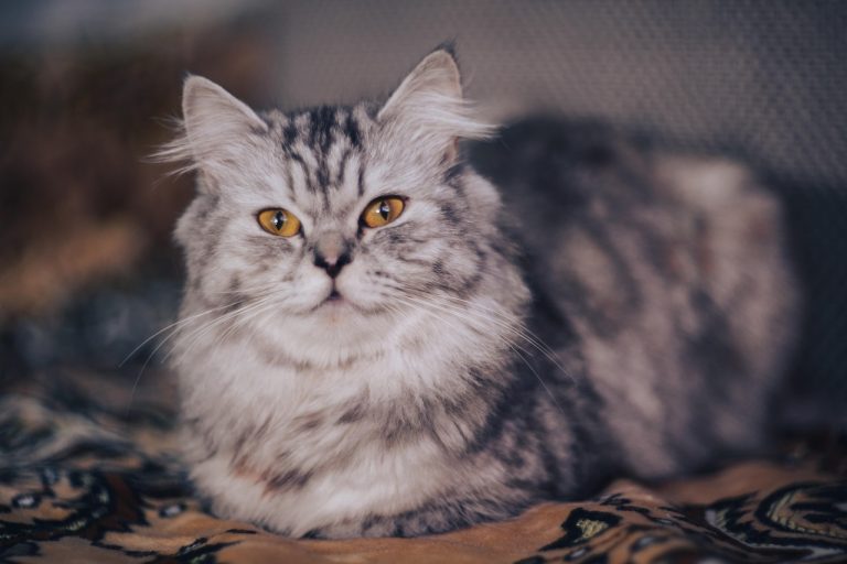 Ce este o pisică de rasă și cum se stabilește pedigree-ul