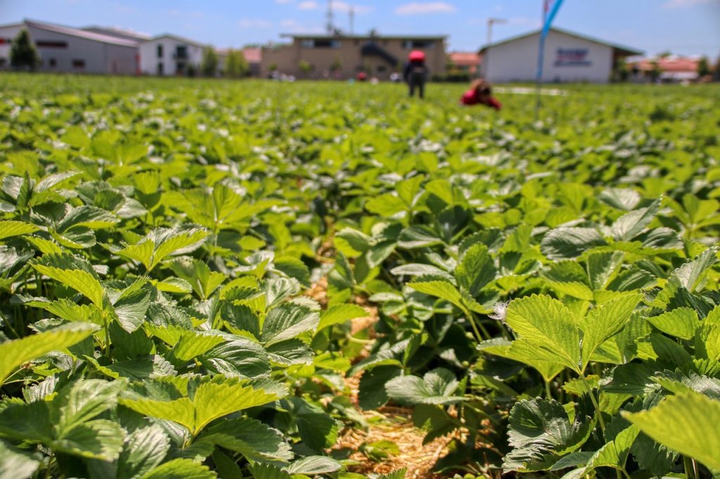 pesticide