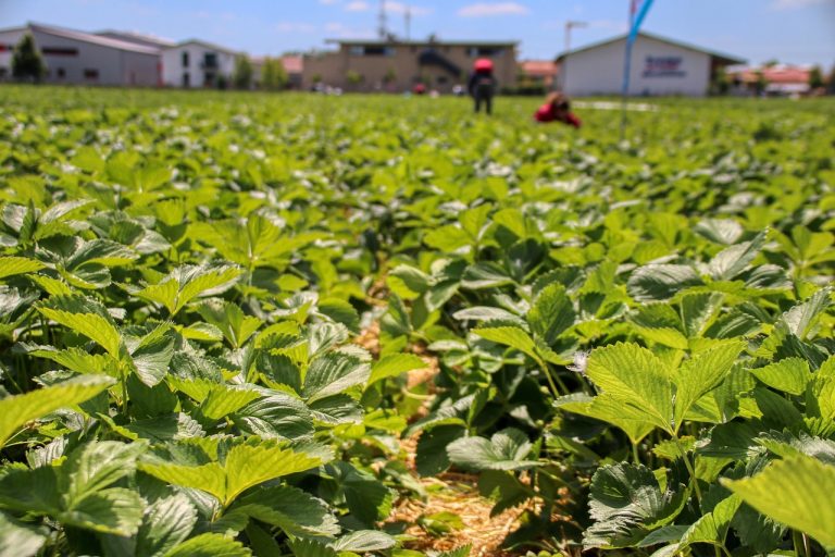Cum aleg cultivatorii pesticide atunci când apar dăunători rapid