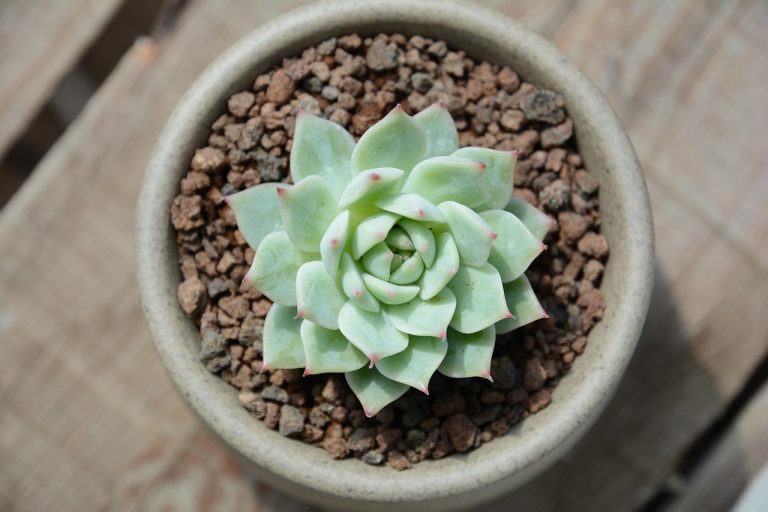 Mituri despre plantele de apartament