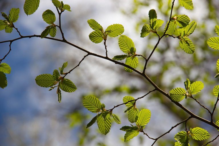 Încetinirea creșterii plantelor: afecțiuni asociate