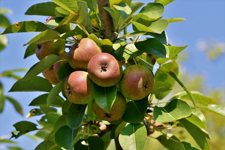 Cum se face fertilizarea la pomi fructiferi