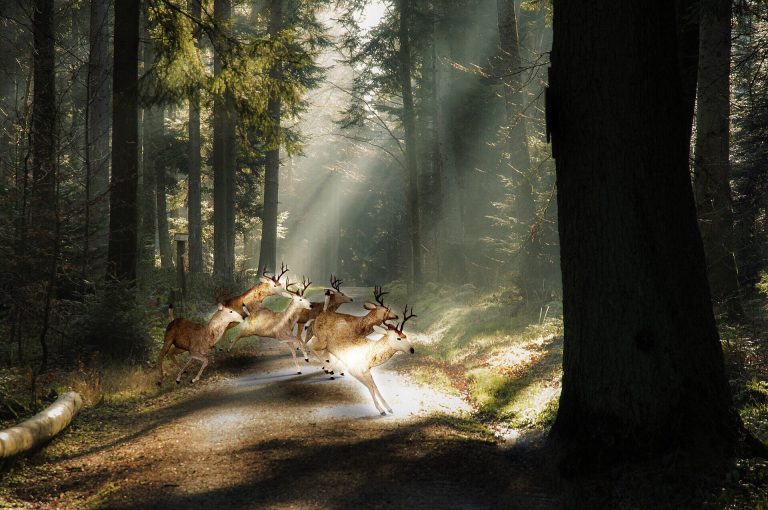 Ziua Mondială a Rezervațiilor Naturale. Ce semnificație are și de ce aceste zone sunt esențiale pentru biodiversitate