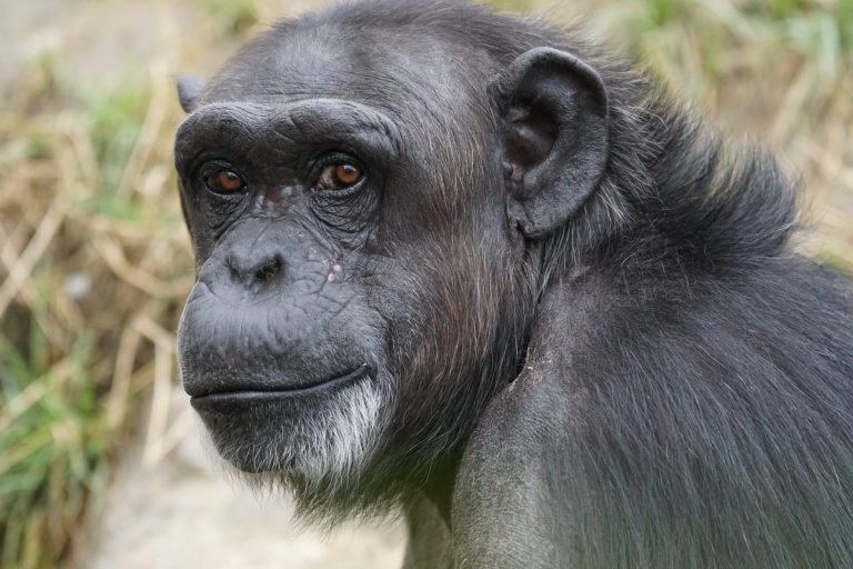 Cele mai inteligente animale și comportamentele lor surprinzătoare